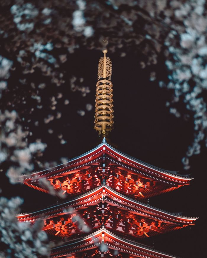 A beautifully lit pagoda framed by cherry blossoms, showcasing intricate details at night.